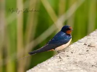 Boerenzwaluw [Hirundo rustica]